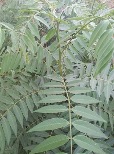 Gliricidia Plant Plants — Fodder sapling available at Agro Nursery Garden